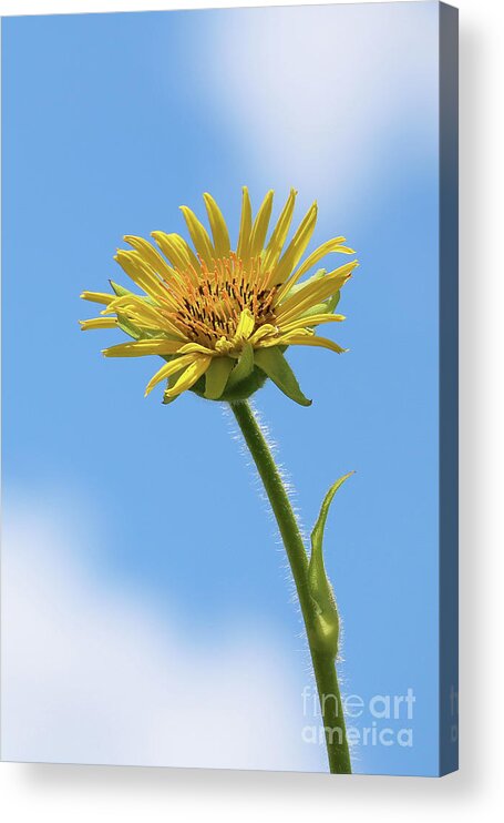 Compass Plant Acrylic Print featuring the photograph Compass Plant by Anita Oakley