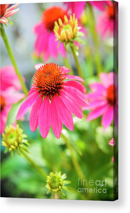 Coneflower Acrylic Print featuring the photograph Coneflower by Alana Ranney