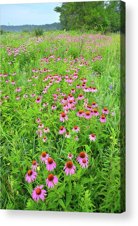 Black Eyed Susan Acrylic Print featuring the photograph Coneflower Corridor in Chain-o-Lakes SP by Ray Mathis