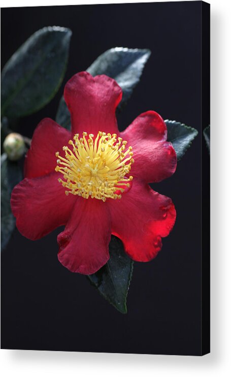 Camellia Acrylic Print featuring the photograph Cookie Cutter Camellia by Tammy Pool