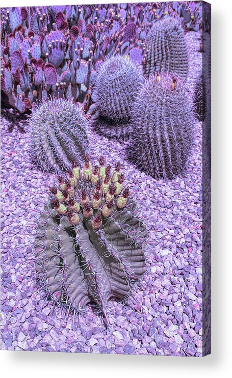 Desert Acrylic Print featuring the photograph Cool Sunset Desert Cacti by Aimee L Maher ALM GALLERY