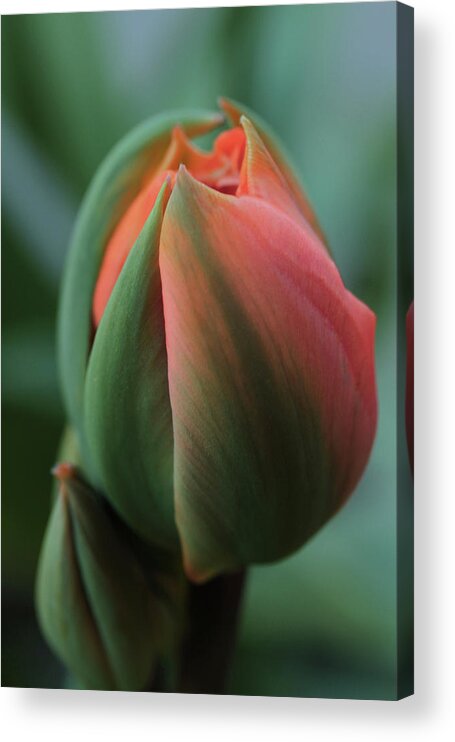 Connie Handscomb Acrylic Print featuring the photograph Coral Blush by Connie Handscomb