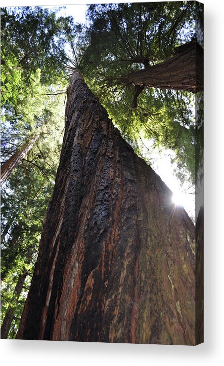 California Acrylic Print featuring the photograph Coastal Redwoods by Julia McHugh