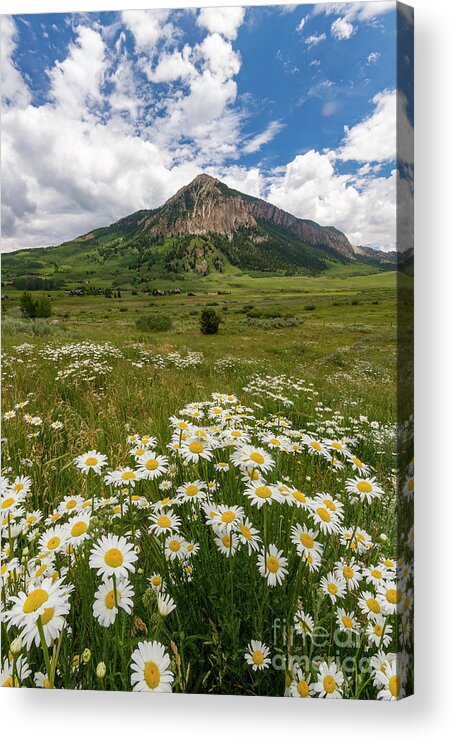 Crested Butte Acrylic Print featuring the photograph Crested Butte Wildflowers by Ronda Kimbrow