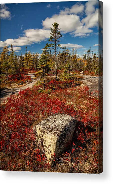 Autumn Acrylic Print featuring the photograph Crimson Autumn Barren by Irwin Barrett