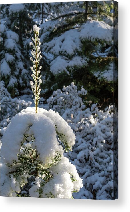 Winter Acrylic Print featuring the photograph Crystal Tree by Jan Davies