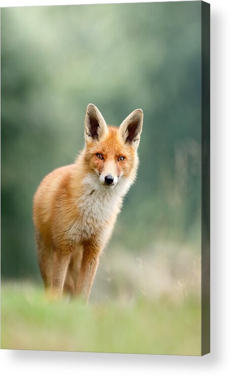 Red Fox Acrylic Print featuring the photograph Curious Fox by Roeselien Raimond