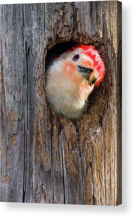 Dawn Currie Photography Acrylic Print featuring the photograph Curious Woodpecker by Dawn Currie
