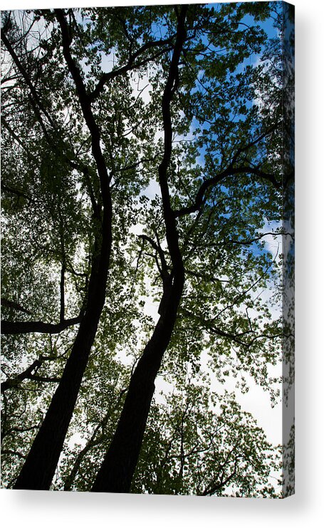 Curvy Trees Acrylic Print featuring the photograph Curvy Trees by Karol Livote