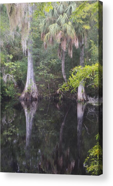 Cypress And Palm Reflections Acrylic Print featuring the photograph Cypress and Palm Reflections by Warren Thompson