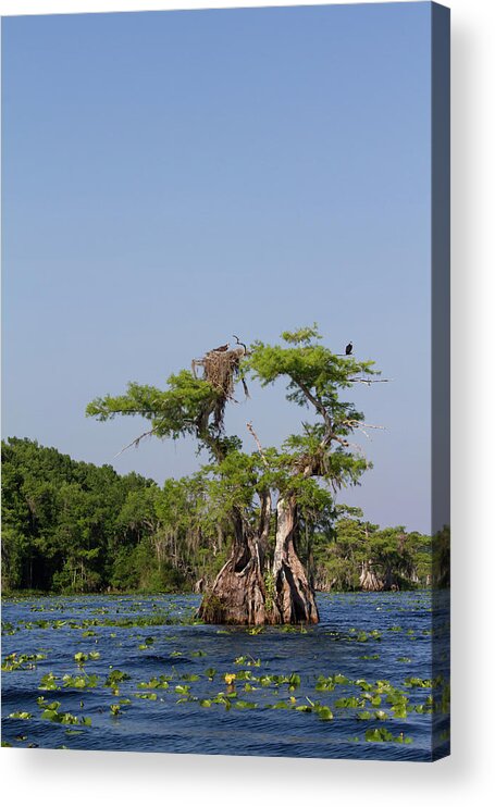 Cypress Acrylic Print featuring the photograph Cypress Osprey Duo by Paul Rebmann