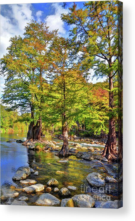 Guadalupe Acrylic Print featuring the photograph Cypress Trees along the Guadalupe River by Savannah Gibbs