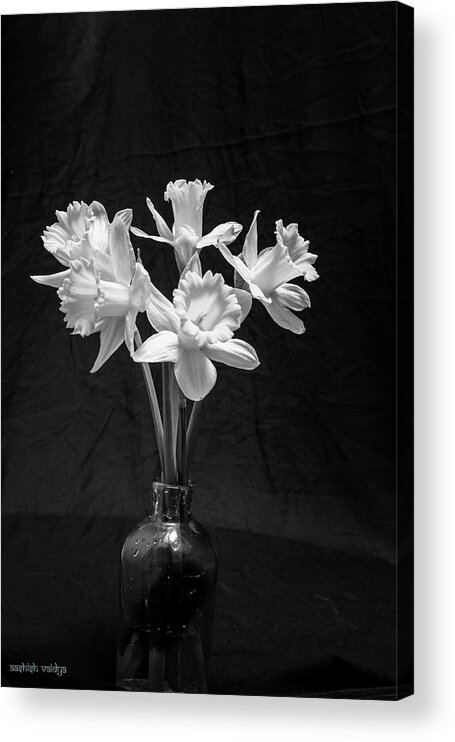 Daffodils Acrylic Print featuring the photograph Daffodils in a Vase - Monochrome by Aashish Vaidya