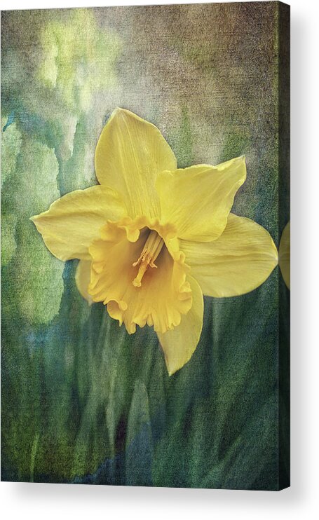 Daffodils In Bloom Print Acrylic Print featuring the photograph Daffodils in Bloom by Gwen Gibson