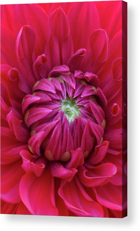Flowers Acrylic Print featuring the photograph Dahlia Heart by Steven Clark