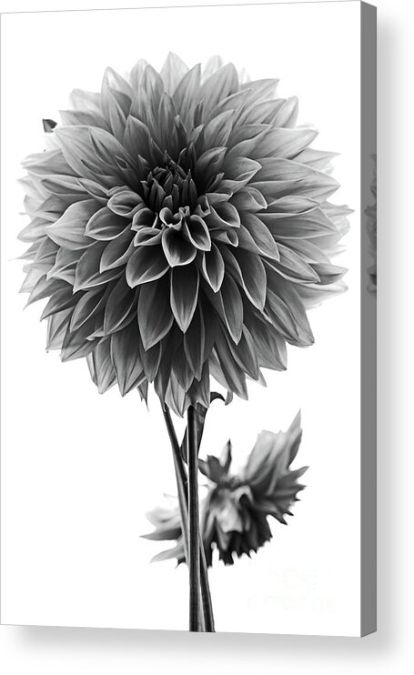 Dahlia Acrylic Print featuring the photograph Dahlia In Black And White by Mark Alder