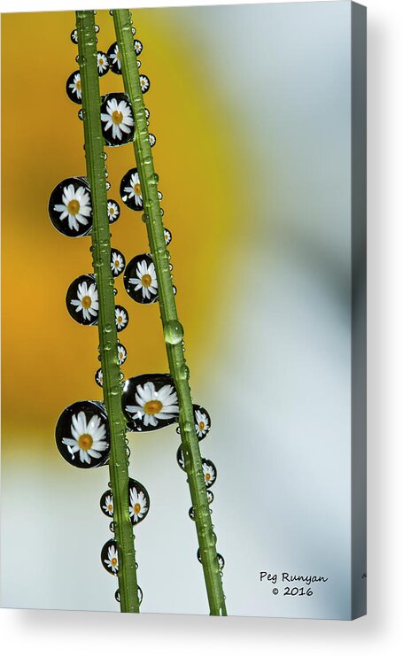 Flower Acrylic Print featuring the photograph Daisy Dew by Peg Runyan