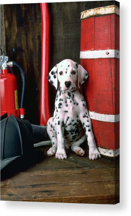 Dalmatian Puppy Fireman's Helmet Axe Barrel Acrylic Print featuring the photograph Dalmatian puppy with fireman's helmet by Garry Gay