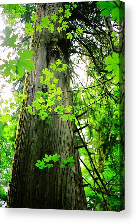 Tree Acrylic Print featuring the photograph Dancing Leaves by Kathy Bassett
