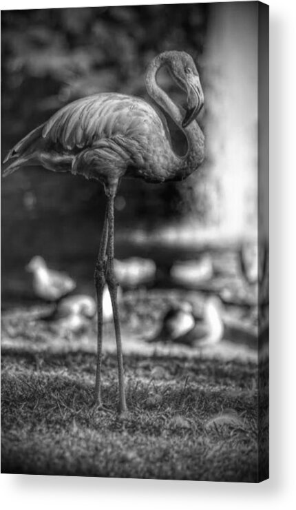 Flamingo Acrylic Print featuring the photograph Dark Side of the Pond by Stoney Lawrentz