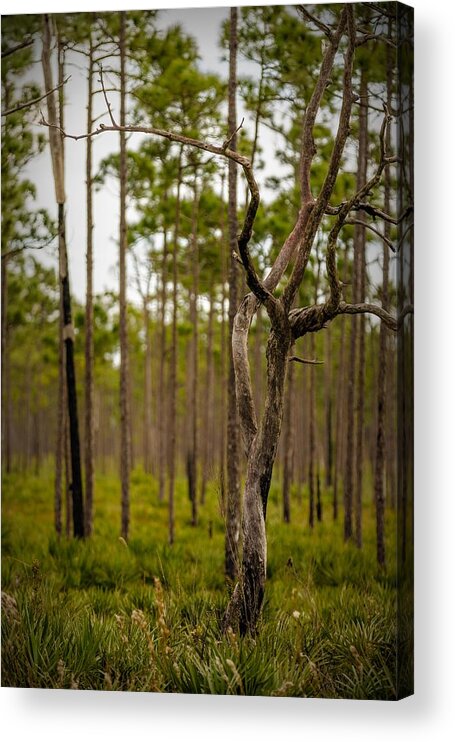 Dead Tree Acrylic Print featuring the photograph Dead Tree by Christopher Perez