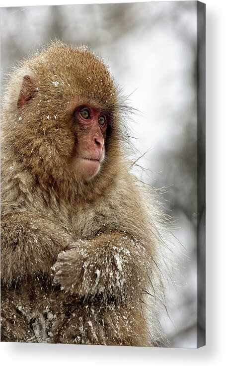 Snow Monkey Acrylic Print featuring the photograph Deep in Thought by Kuni Photography