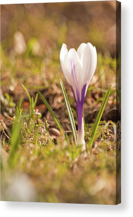 Close-up Acrylic Print featuring the photograph Delicate Crocus by Christine Amstutz