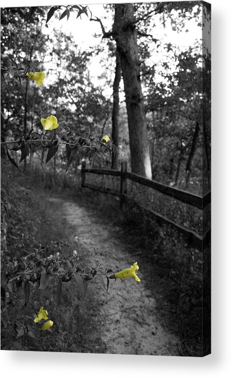 Flower Acrylic Print featuring the photograph Delicate Path by Dylan Punke