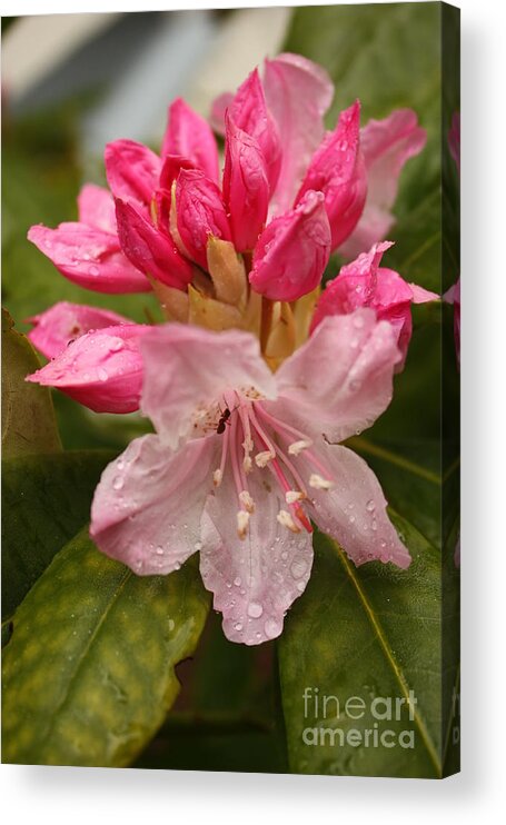 Flower Acrylic Print featuring the photograph Delicate Pink Rhododendron by Carol Groenen