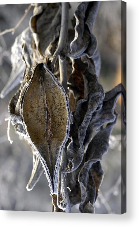 Milkweed Acrylic Print featuring the photograph Delivered - Milkweed by DArcy Evans