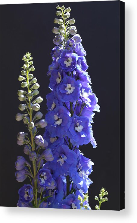 Larkspur Acrylic Print featuring the photograph Delphinium Torpedo by Tammy Pool