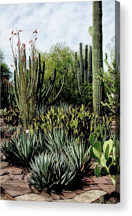 Desert Acrylic Print featuring the photograph Desert Botanical Garden by Tam Ryan