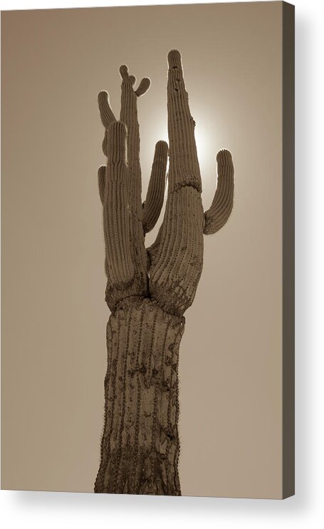 Desert Acrylic Print featuring the photograph Desert cactus by Darrell Foster