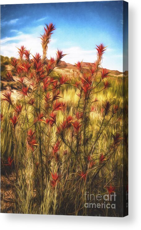 Fine Art Photography Acrylic Print featuring the photograph Desert Flora ... by Chuck Caramella