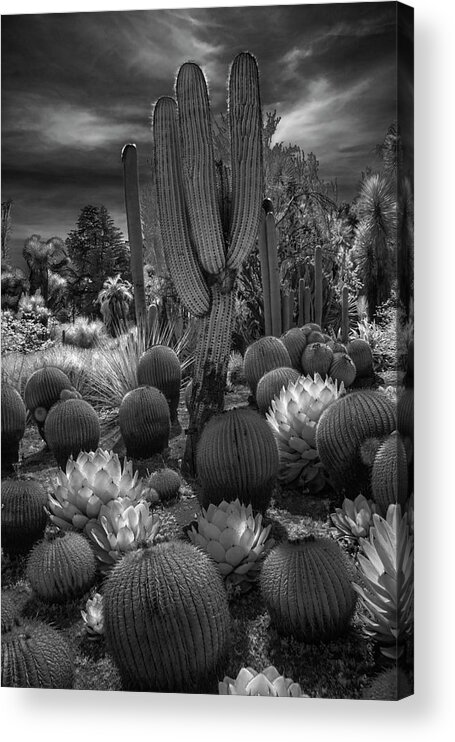 Art Acrylic Print featuring the photograph Desert Garden with Cacti at the Huntington Botanical Garden in California by Randall Nyhof