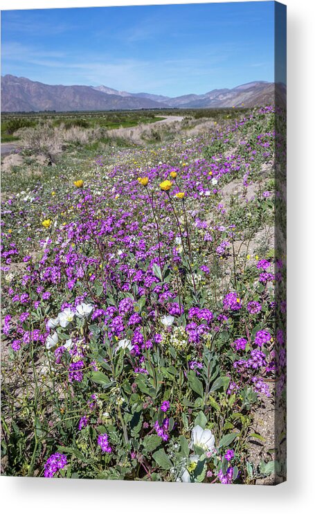 Anza-borrego Desert Acrylic Print featuring the photograph Desert Super Bloom by Peter Tellone