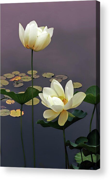 Lotus Acrylic Print featuring the photograph Devotion by Jessica Jenney
