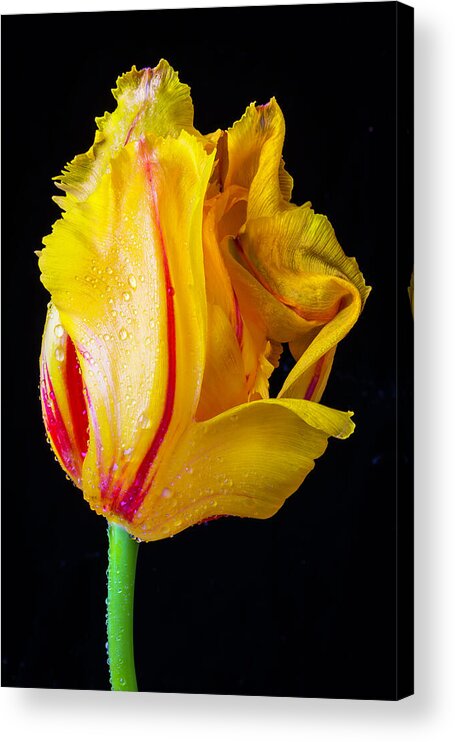 Green Acrylic Print featuring the photograph Dew Covered Tulip by Garry Gay