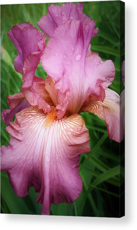 Flora Acrylic Print featuring the photograph Dew Drops on the Iris by Bruce Bley