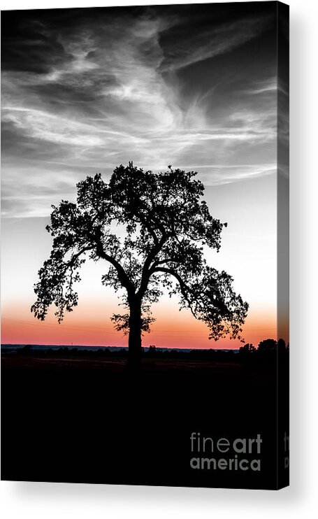 Landscape Acrylic Print featuring the photograph Distinctly by Betty LaRue