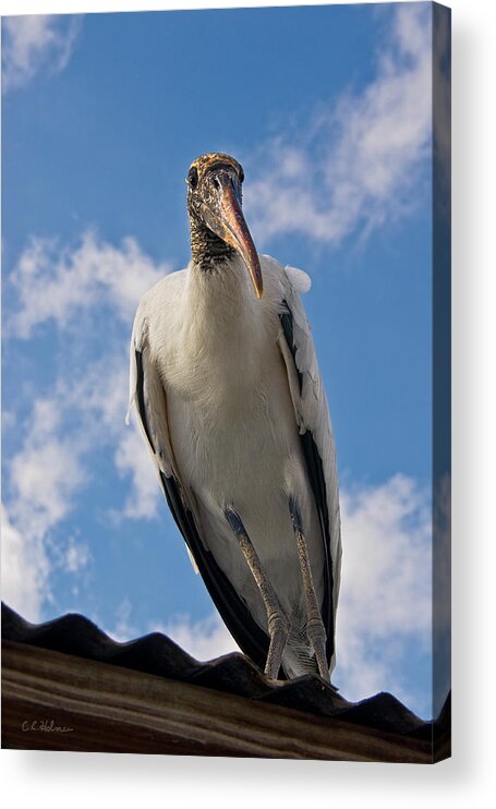 Stork Acrylic Print featuring the photograph Do I Know You by Christopher Holmes
