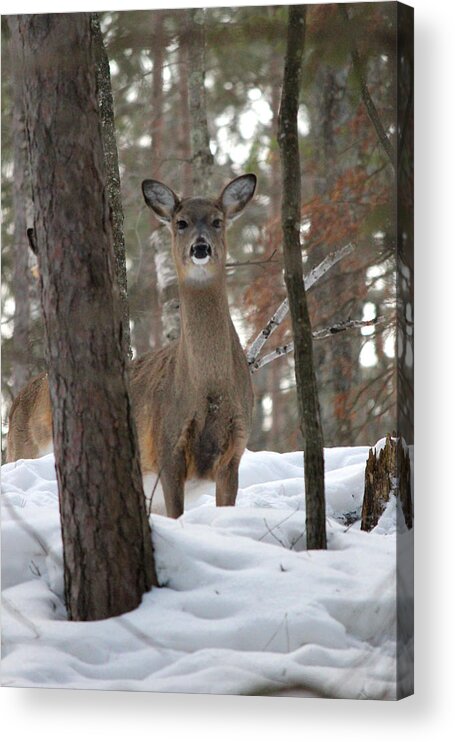 Whitetail Acrylic Print featuring the photograph Doe In The Snow by Brook Burling