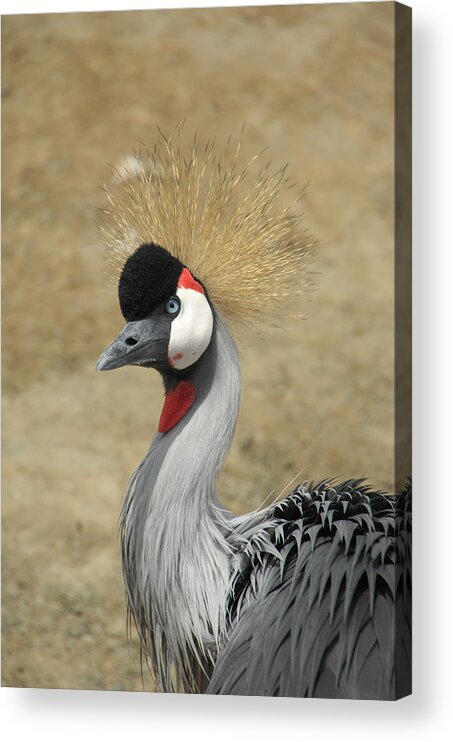 Bird Acrylic Print featuring the photograph Does My Hair Look Ok by Donna Blackhall