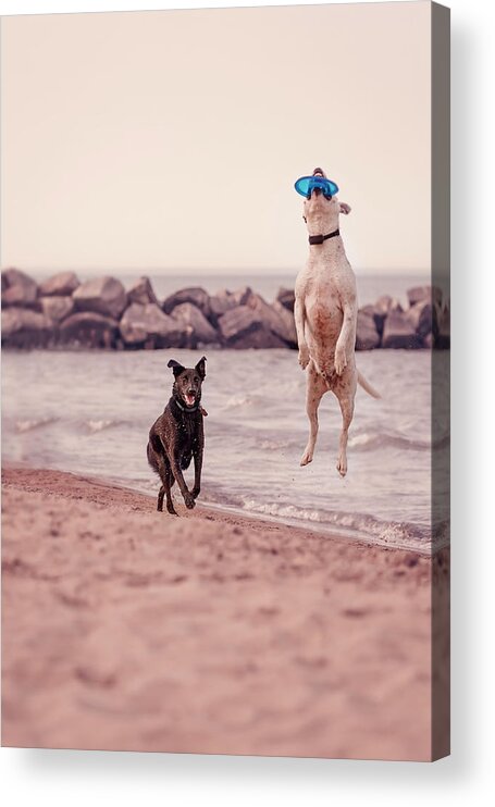 Action Acrylic Print featuring the photograph Dog with frisbee by Peter Lakomy