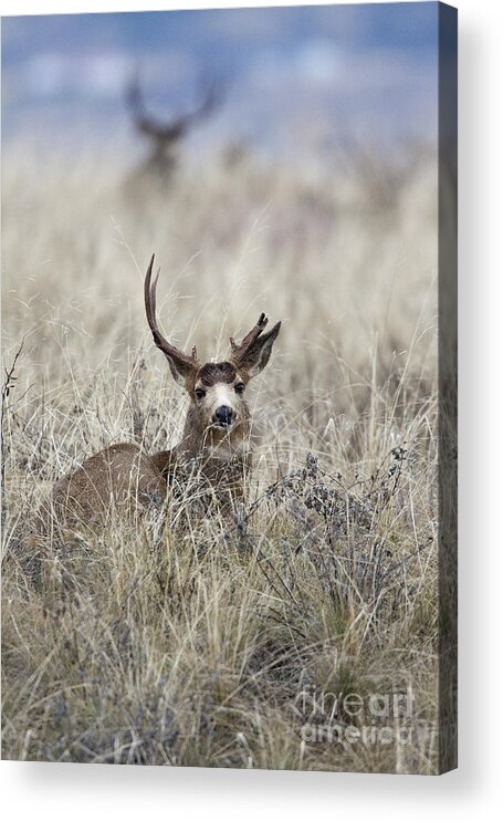 Deer Acrylic Print featuring the photograph Dominance by Douglas Kikendall