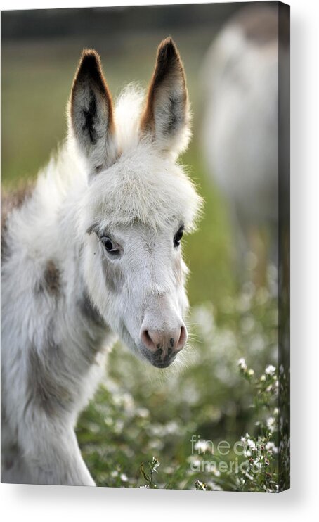 Miniature Acrylic Print featuring the photograph Donkey Baby by Carien Schippers