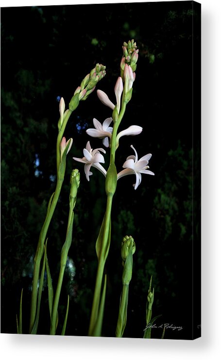 Tuberose Acrylic Print featuring the photograph Double Tuberose in Bloom by John A Rodriguez