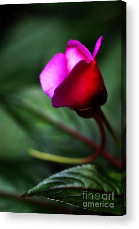 Rose Acrylic Print featuring the photograph Dreams Realized by Linda Shafer