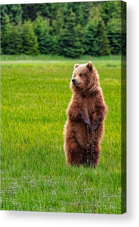 Bear Acrylic Print featuring the photograph Dripping Wet Bear Cub by Roberta Kayne
