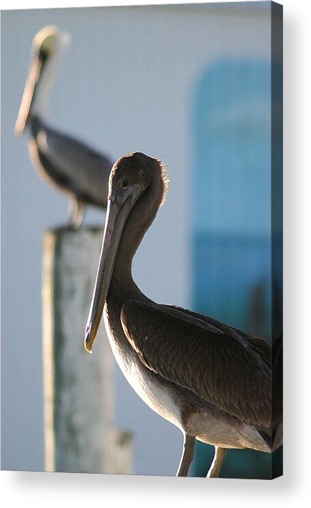 Pelican Acrylic Print featuring the photograph Dual Pelicans by Mary Haber